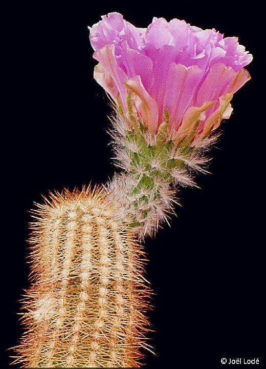 Echinocereus reichenbachii baileyi ©JLcoll.1248